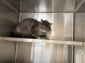 ASHLEY -  Domestic Short Hair Cat for Adoption in Auburn, California - ASHLEY | PetCurious