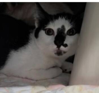 Yang -  Domestic Short Hair Cat for Adoption in Marshall, North Carolina - Yang | PetCurious