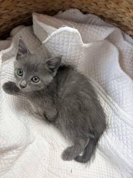 Storm -  Domestic Short Hair and Russian Blue Cat for Adoption in Greensboro, North Carolina - Storm | PetCurious