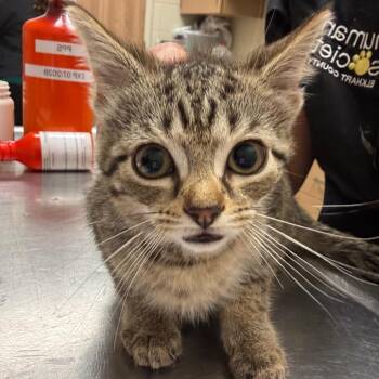 Geraldine -  Domestic Short Hair Cat for Adoption in Bristol, Indiana - Geraldine | PetCurious
