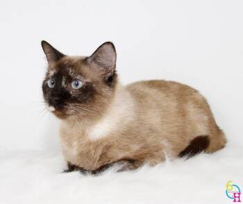Rescue Tortoiseshell and Siamese Cats for Adoption in Nacogdoches, Texas - SASSY | PetCurious