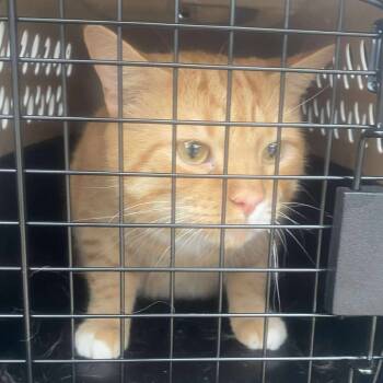 Rescue Domestic Short Hair Cats for Adoption in Huntington, West Virginia - Saffron | PetCurious