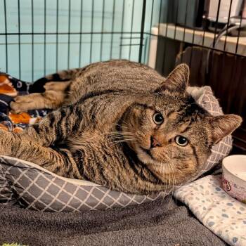 Domestic Short Hair Cats Available for Adoption - Papa | PetCurious