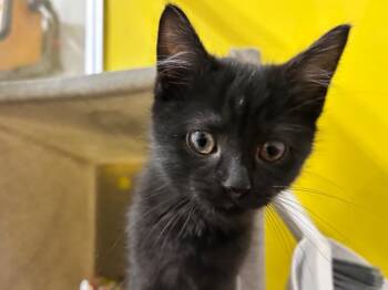 Florian -  Domestic Short Hair Cat for Adoption in Powell, Ohio - Florian | PetCurious