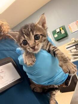A1914394 -  Domestic Short Hair Cat for Adoption in Riverside, California - A1914394 | PetCurious