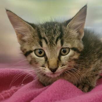 Nissin -  Domestic Short Hair Cat for Adoption in Columbia, Missouri - Nissin | PetCurious