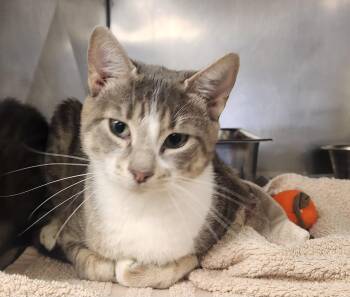Marina -  Domestic Short Hair Cat for Adoption in Clayton, New Jersey - Marina | PetCurious