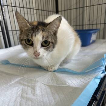 Rasputia -  Domestic Short Hair Cat Available for Adoption in Corbin, Kentucky - Rasputia | PetCurious
