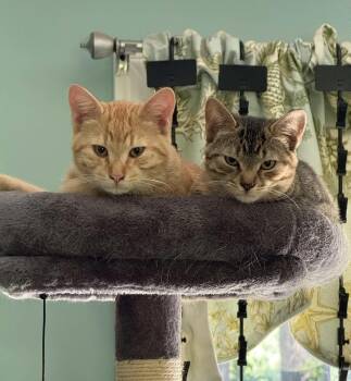 Bruce, Bubba, Maple Mae, Sassafras -  Domestic Short Hair Cat for Adoption in Acushnet, Massachusetts - Bruce, Bubba, Maple Mae, Sassafras | PetCurious