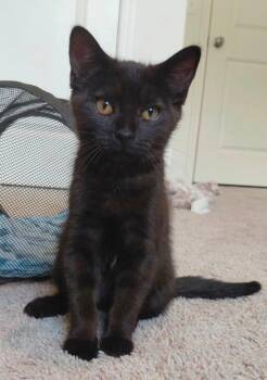 Winnie -  Domestic Short Hair Cat for Adoption in La Porte, Indiana - Winnie | PetCurious
