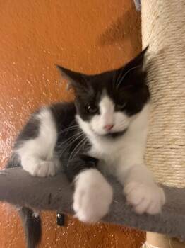 Whole Milk -  Domestic Short Hair Cat for Adoption in San Antonio, Texas - Whole Milk | PetCurious