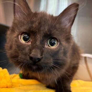 Junie -  Domestic Long Hair Cat for Adoption in Manhattan, Kansas - Junie | PetCurious