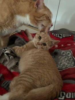 Barney -  Domestic Short Hair Cat for Adoption in Williamsport, Pennsylvania - Barney | PetCurious