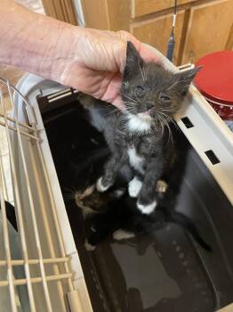 Kendra B. -  Domestic Short Hair Cat for Adoption in Trenton, New Jersey - Kendra B. | PetCurious
