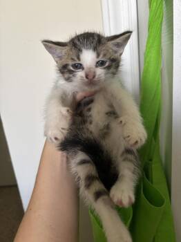 Monster Mash -  Domestic Short Hair Cat for Adoption in Salisbury, North Carolina - Monster Mash | PetCurious