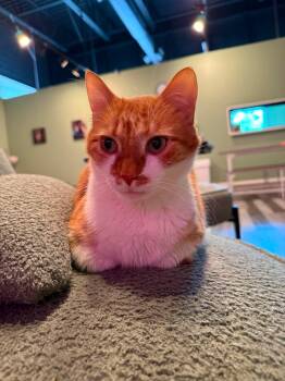 Tiger & Helper -  Domestic Long Hair Cat for Adoption in Cosby, Tennessee - Tiger & Helper | PetCurious