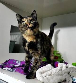 Rescue Domestic Short Hair Cats for Adoption in Hutchinson, Minnesota - Skiddy | PetCurious