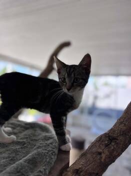 Relish -  Domestic Short Hair Cat for Adoption - Relish | PetCurious