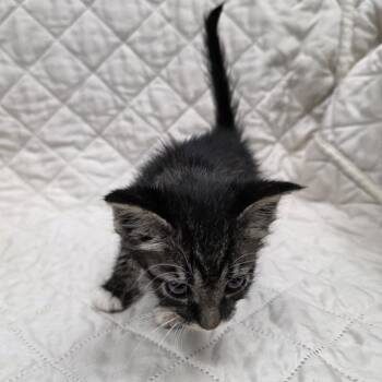 Nutmeg -  Domestic Short Hair Cat for Adoption in Jupiter, Florida - Nutmeg | PetCurious
