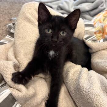 Thunder -  Domestic Medium Hair Cat for Adoption in Dekalb, Illinois - Thunder | PetCurious