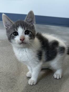 Cloud -  Domestic Medium Hair Cat for Adoption in Sandusky, Michigan - Cloud | PetCurious