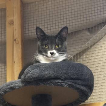 Echo -  Domestic Short Hair Cat for Adoption in Spokane, Washington - Echo | PetCurious