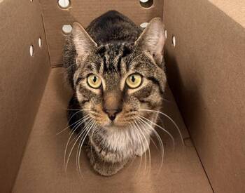 Pico De Gallo -  Domestic Short Hair Cat for Adoption - Pico De Gallo | PetCurious