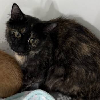 Hera -  Domestic Short Hair Cat for Adoption in Grantsville, Utah - Hera | PetCurious