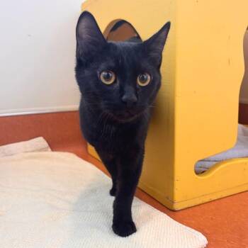 Domestic Short Hair Cats Available for Adoption - Elmer | PetCurious