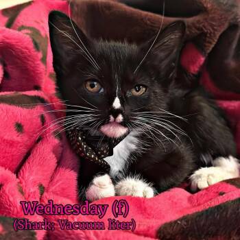 Wednesday -  Domestic Short Hair Cat for Adoption in Fremont, Nebraska - Wednesday | PetCurious