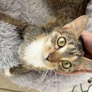 Mayia -  Domestic Short Hair Cat for Adoption in Chicago, Illinois - Mayia | PetCurious