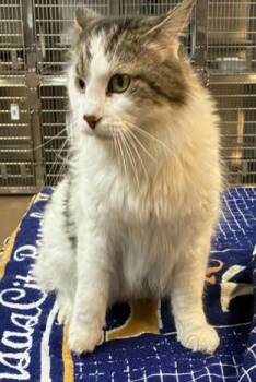 MUSTANG -  Domestic Long Hair Cat for Adoption in Aurora, Illinois - MUSTANG | PetCurious
