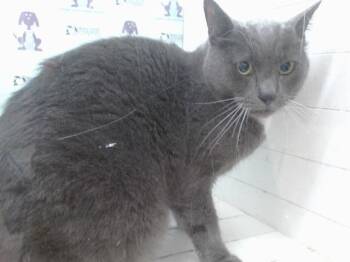 KRAMER -  Domestic Short Hair Cat for Adoption in Orlando, Florida - KRAMER | PetCurious