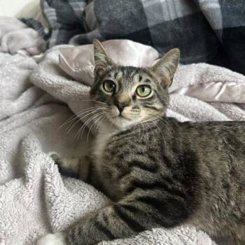Button -  Domestic Short Hair Cat for Adoption in Tampa, Florida - Button | PetCurious