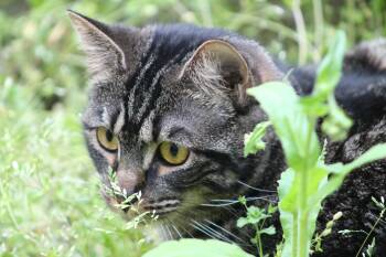 Domestic Short Hair Cats Available for Adoption in Marion, North Carolina - Lessie | PetCurious