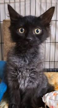 Jett26 -  Domestic Medium Hair Cat for Adoption in Milwaukee, Wisconsin - Jett26 | PetCurious