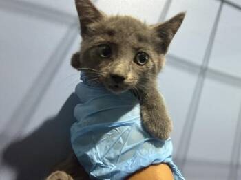 SATURN -  Domestic Short Hair Cat for Adoption in San Bernardino, California - SATURN | PetCurious