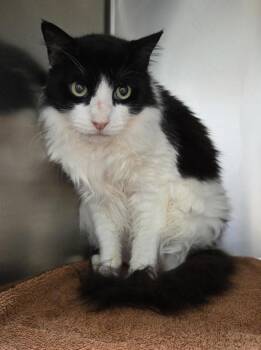 Domestic Long Hair Cats Available for Adoption in Vancouver, Washington - Toby | PetCurious