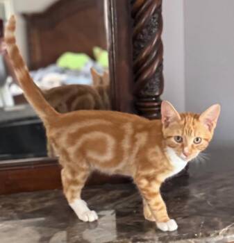 Roman -  Domestic Short Hair Cat for Adoption in San Jacinto, California - Roman | PetCurious