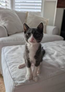 Domestic Short Hair Cats Available for Adoption in Zephyrhills, Florida - Bud (5592) | PetCurious
