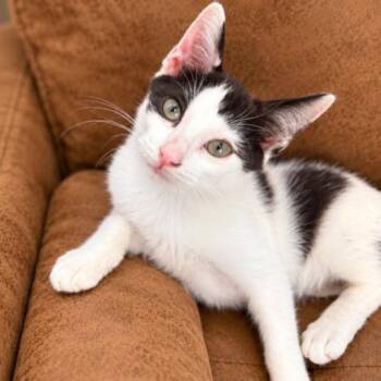 Mister Wobbles A Little Wobbly, A Whole Lotta Love -  Tuxedo and Domestic Short Hair Cat for Adoption in Friendswood, Texas - Mister Wobbles A Little Wobbly, A Whole Lotta Love | PetCurious