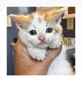 Domestic Short Hair Cats Available for Adoption - Rabbit | PetCurious