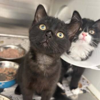 Audrey Hepburn -  Domestic Short Hair Cat for Adoption in Clavet, Saskatchewan - Audrey Hepburn | PetCurious