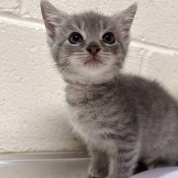 Stray - Burlington Rd 2 -  Domestic Short Hair Cat for Adoption in Roxboro, North Carolina - Stray - Burlington Rd 2 | PetCurious