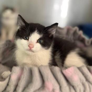 Dunk -  Domestic Short Hair Cat for Adoption in Wappingers Falls, New York - Dunk | PetCurious