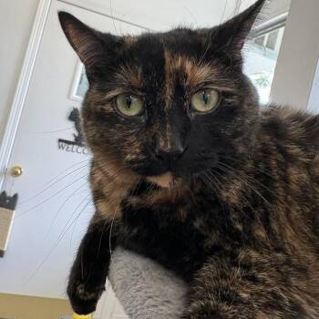 Kaleidoscope -  Tortoiseshell Cat Available for Adoption in Chicago, Illinois - Kaleidoscope | PetCurious