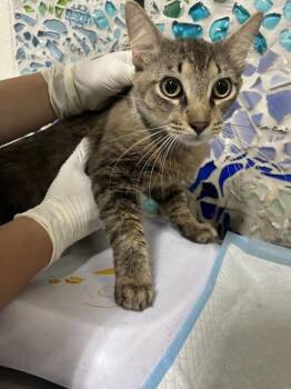 HUXLEY -  Domestic Short Hair Cat for Adoption in Pensacola, Florida - HUXLEY | PetCurious