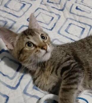 Gismo -  Domestic Short Hair Cat for Adoption in Liverpool, Texas - Gismo | PetCurious