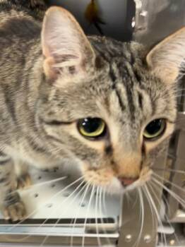 Rescue Domestic Short Hair Cats for Adoption in Las Vegas, Nevada - Mattie C | PetCurious