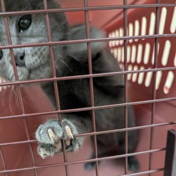 Ruffles -  Domestic Short Hair Cat for Adoption in Lynchburg, Virginia - Ruffles | PetCurious